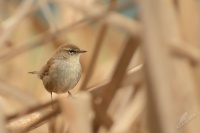 Cetie jizni - Cettia cetti - Cetti's Warbler 5158a